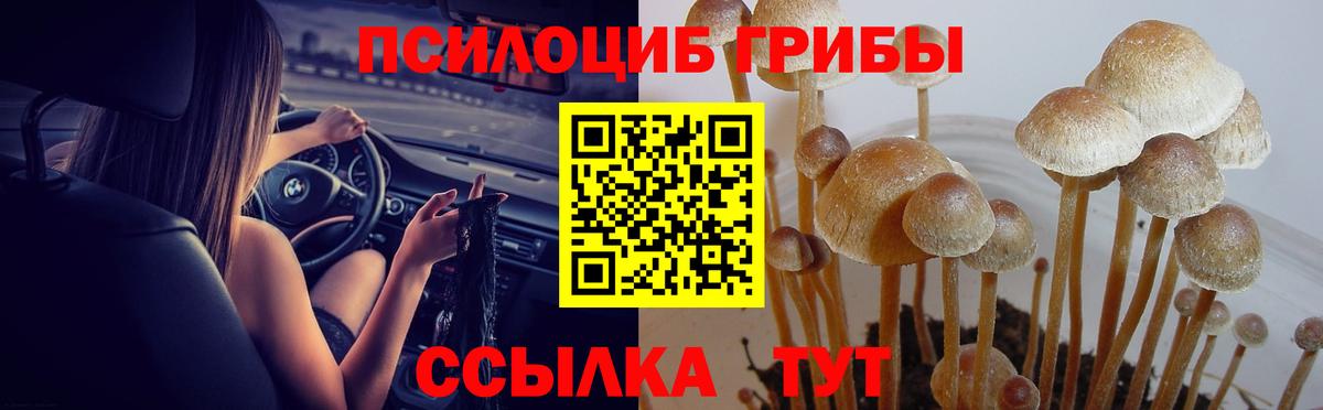 Урус-Мартан  Галлюциногенные грибы Magic Shrooms  продажа наркотиков  Галлюциногенные грибы Cubensis  Вход с VPN 